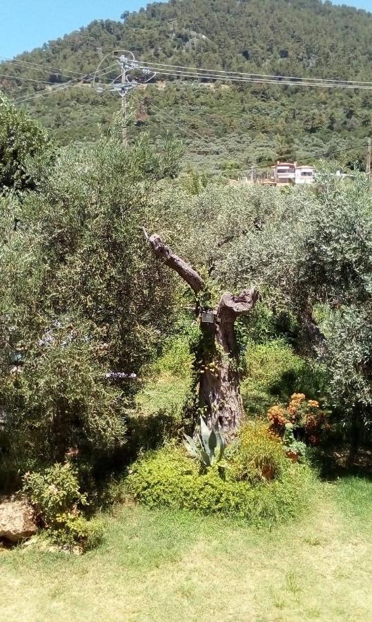Olive Garden Villas And Apartments Khrysi Ammoudia Eksteriør bilde