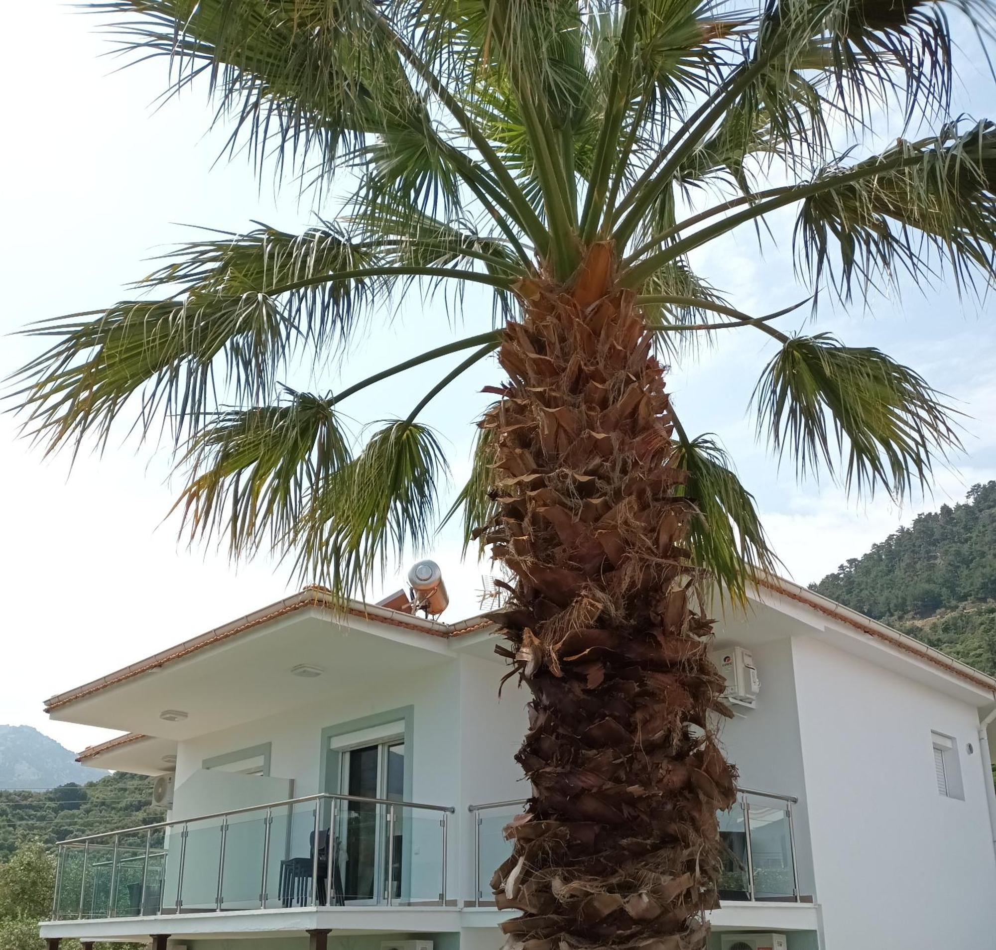 Olive Garden Villas And Apartments Khrysi Ammoudia Rom bilde